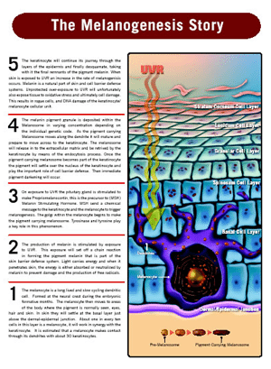 The Melanogenesis Story