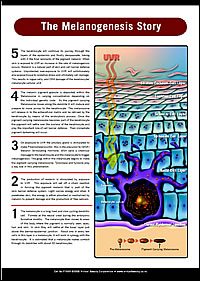 The Melanogenesis Story