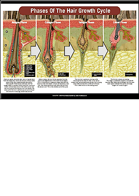Phases of the Hair Growth Cycle