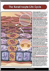 The Keratinocyte Life Cycle